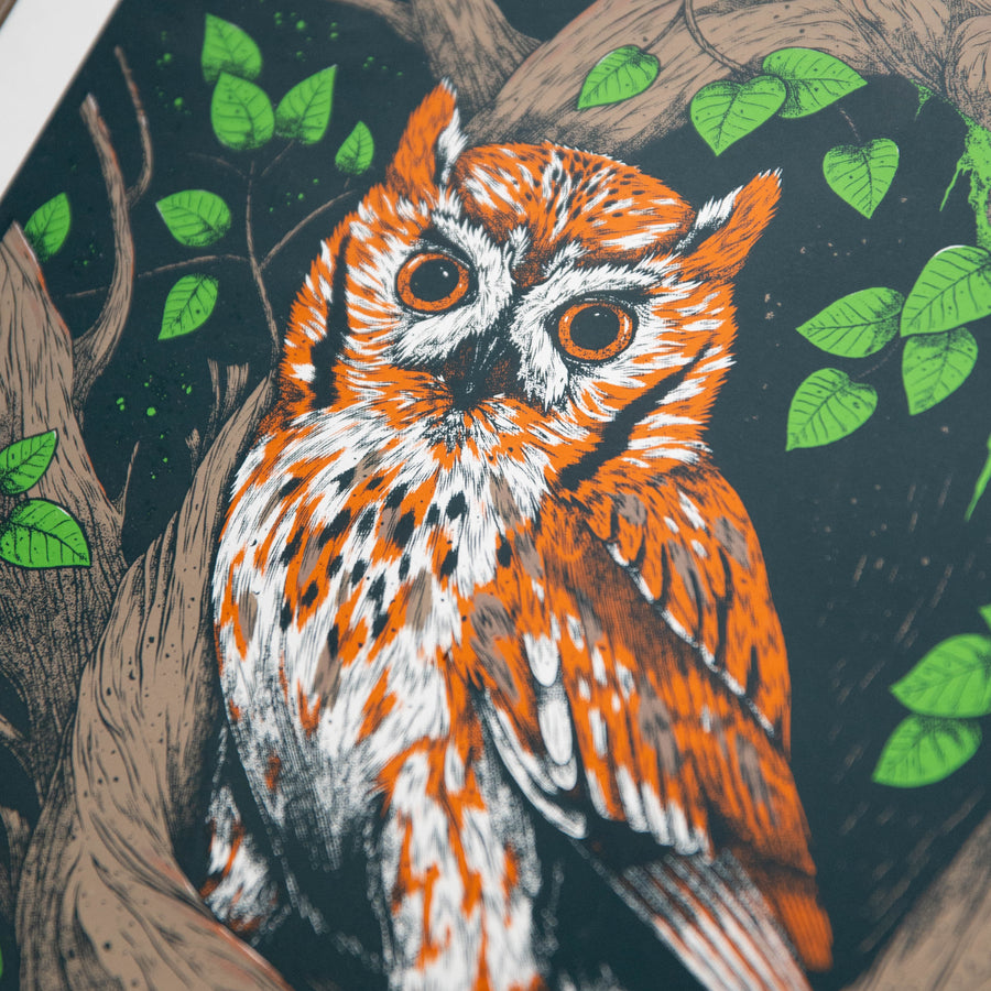 Screech Owl - Logan Schmitt