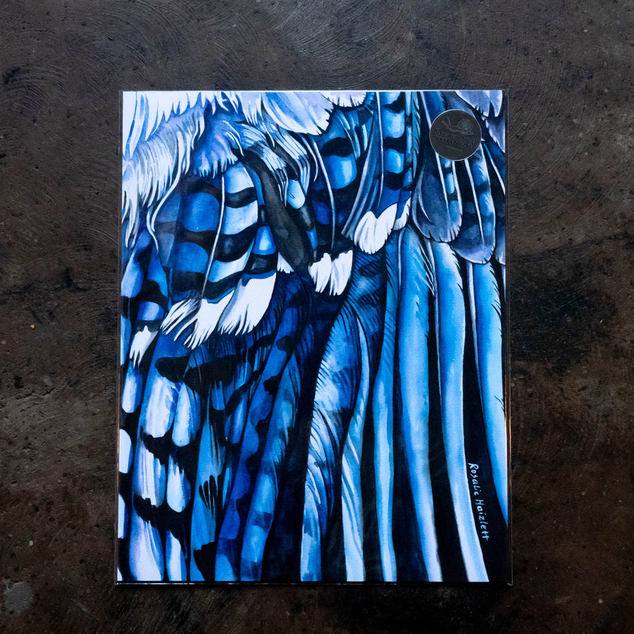 Blue Jay Wing - Rosalie  Haizlett